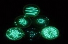  水質生物毒性如何檢測